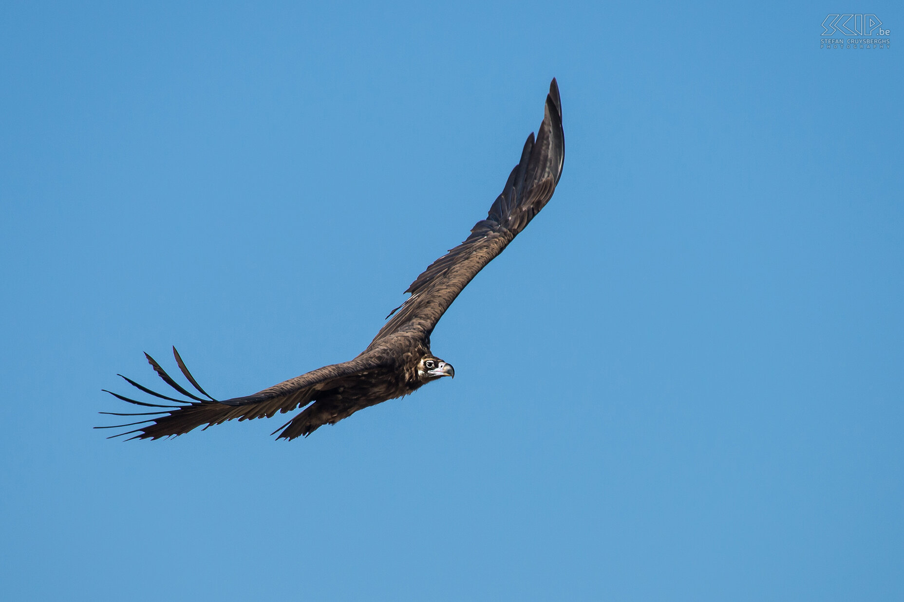 Monniksgier Monniksgier (Cinereous vulture, Aegypius monachus). Stefan Cruysberghs